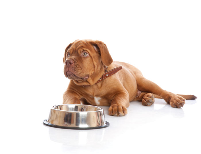 hungry-dog-food-bowl-700x537.jpg